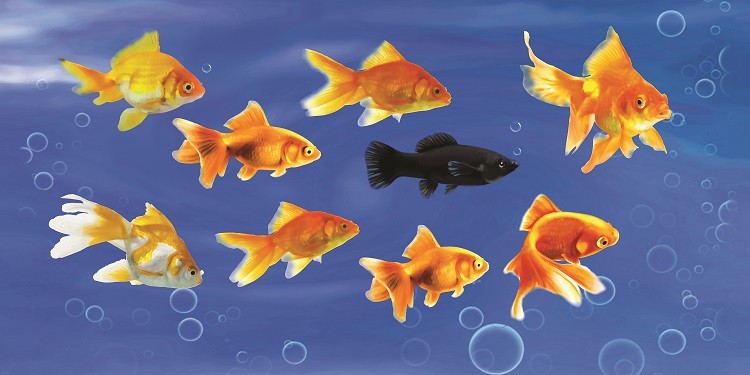Goldfish for wealth - Feng Shui Paintings